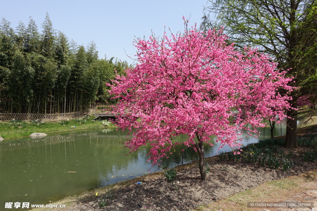 樱花