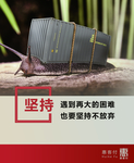 坚持