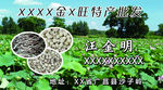江西莲子 金针菇 荷叶 荷花