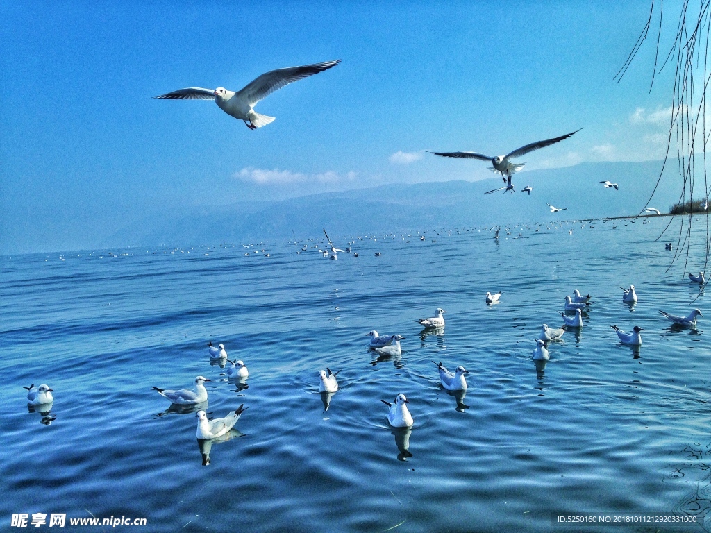 云南大理洱海海鸥