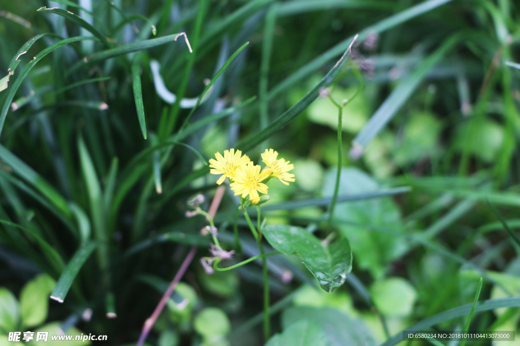 黄鹌菜