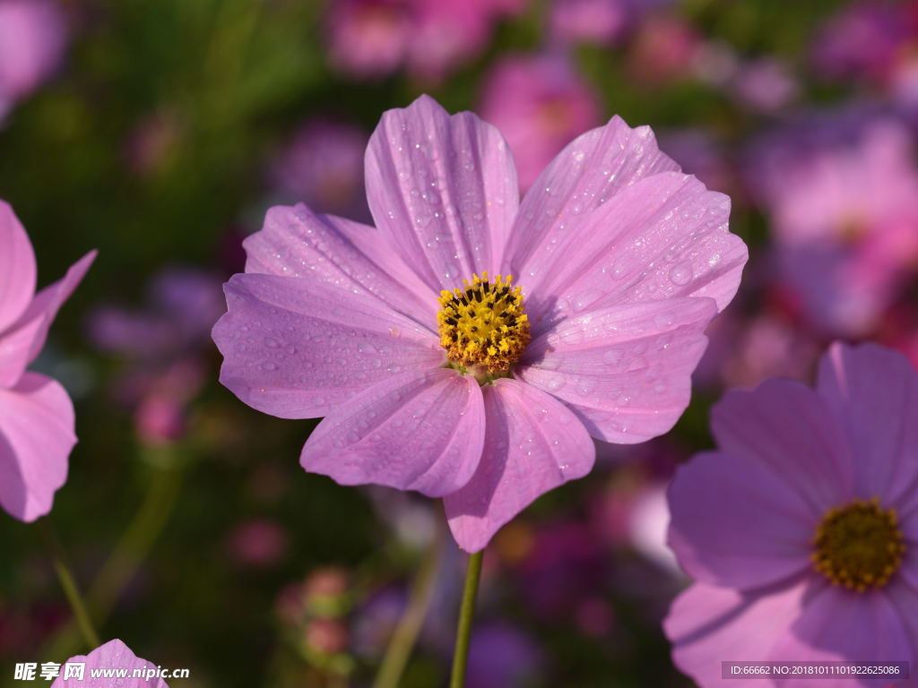 淮安柳树湾格桑花