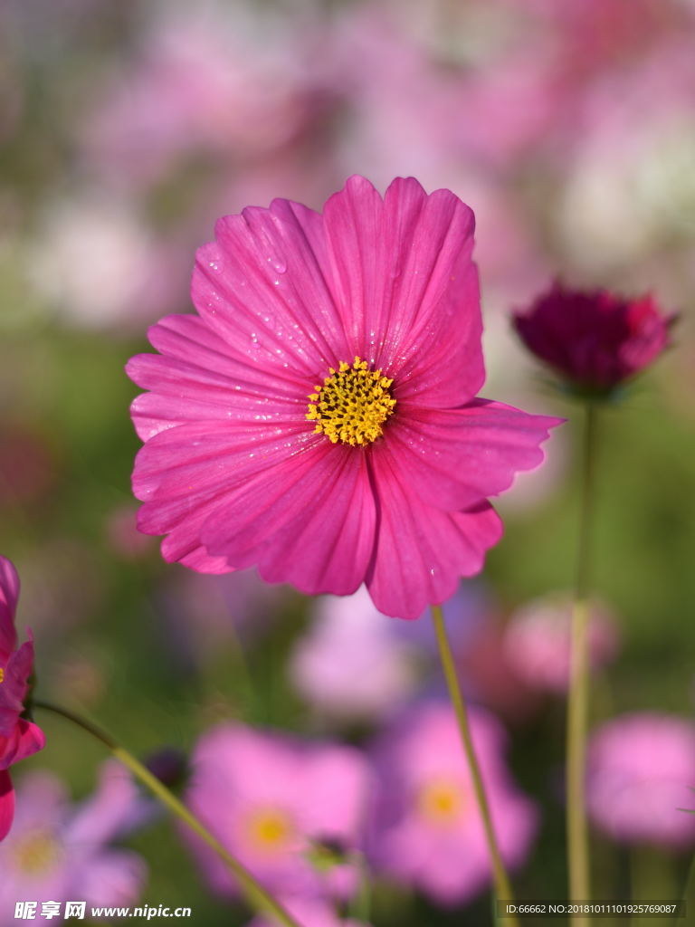 淮安柳树湾格桑花