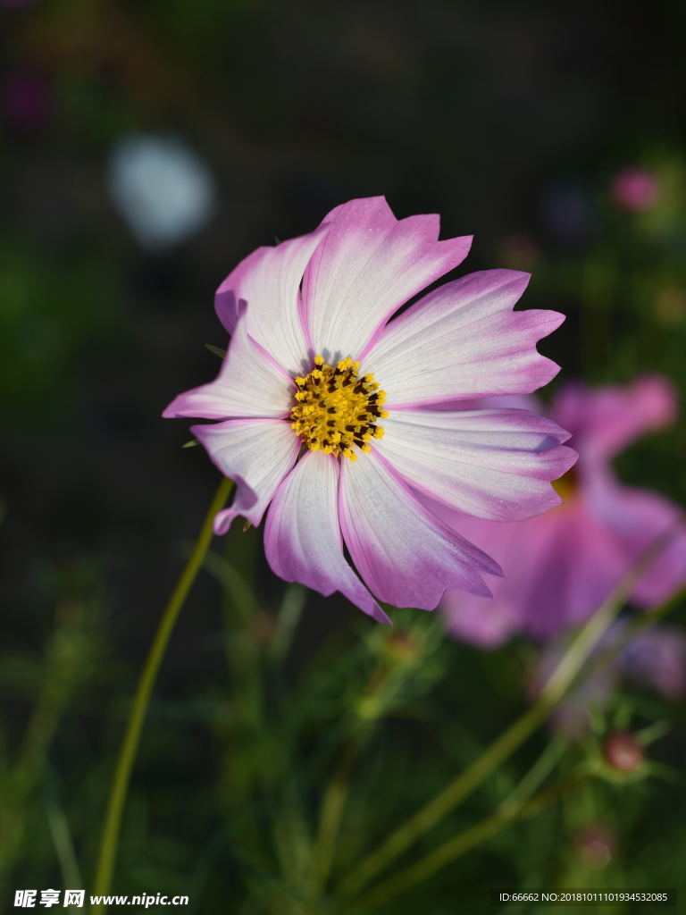 淮安柳树湾格桑花