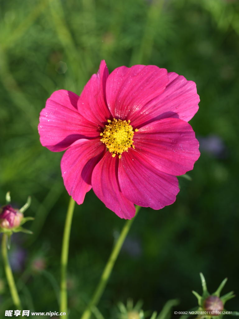 淮安柳树湾格桑花