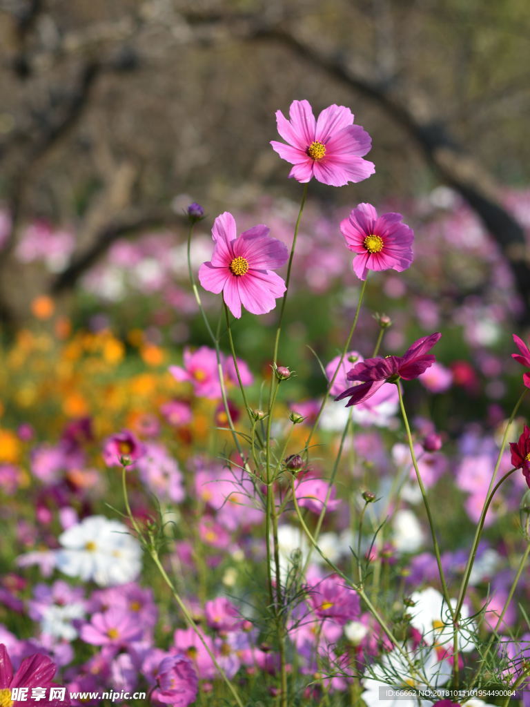 淮安柳树湾格桑花