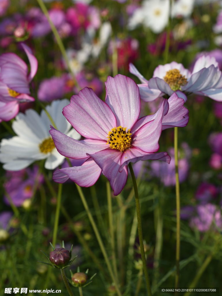 淮安柳树湾格桑花