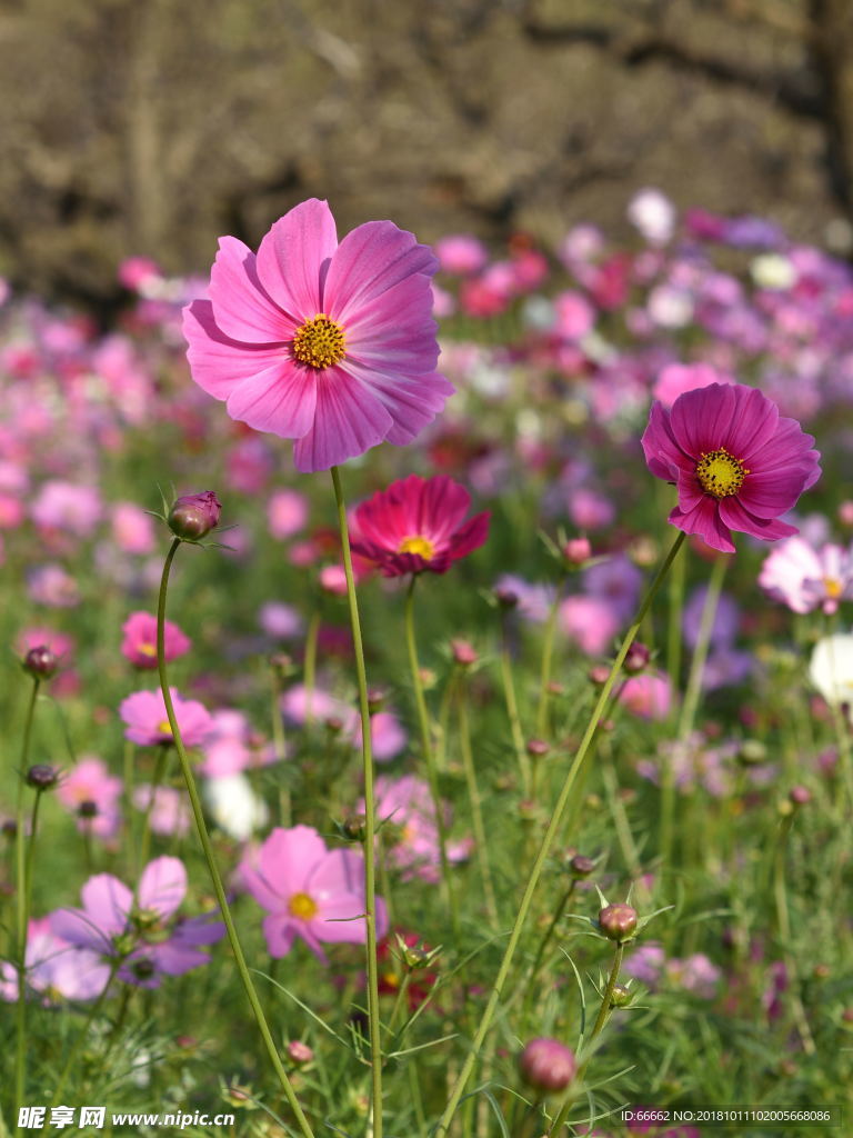 淮安柳树湾格桑花