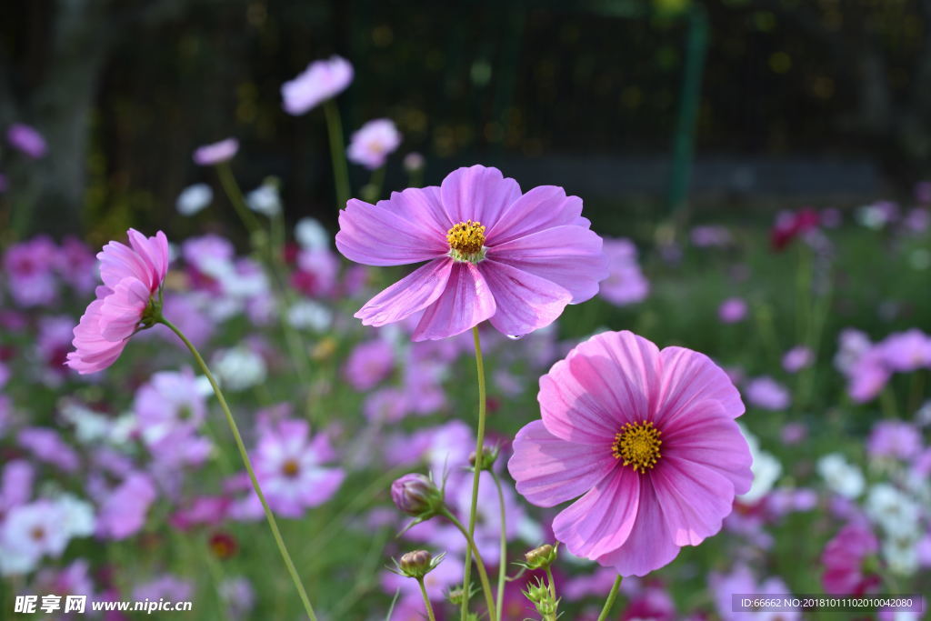 淮安柳树湾格桑花