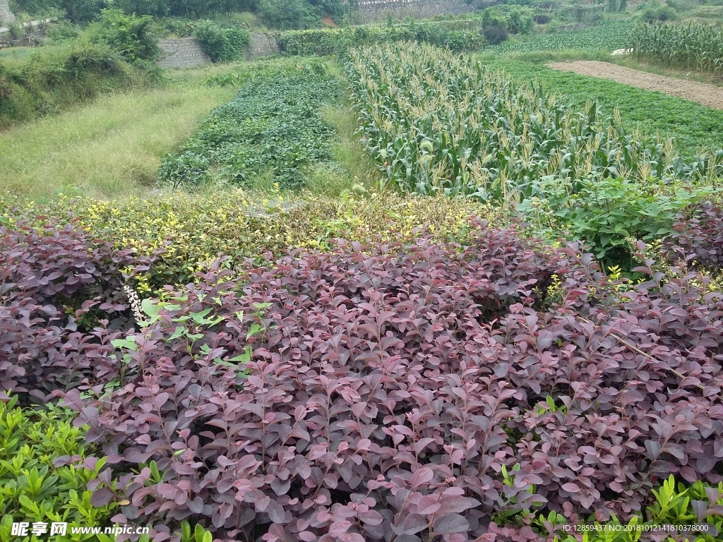 玉米苗菜地