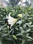 百合花
