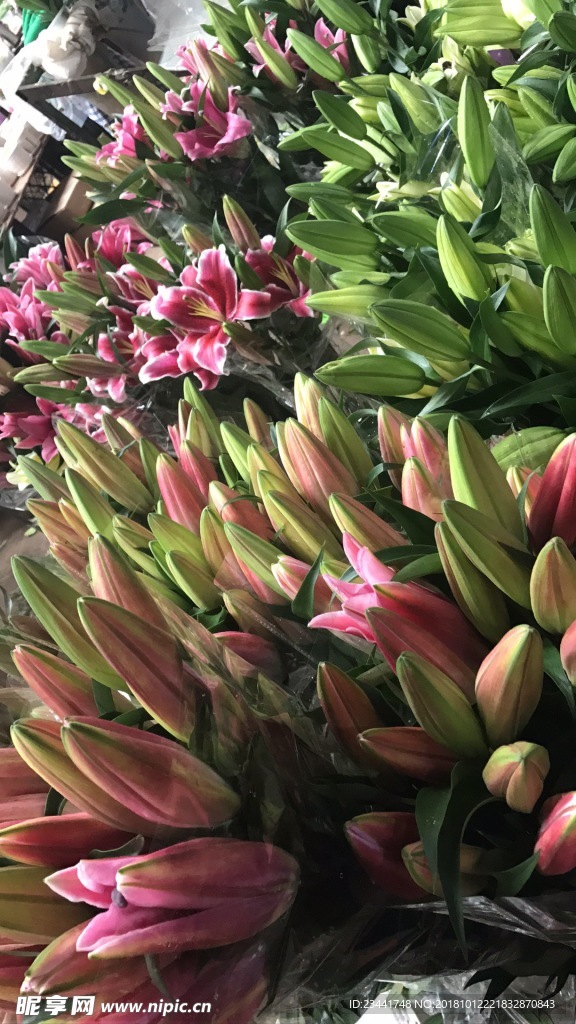 百合花