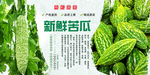 新鲜苦瓜