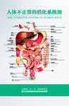 胃肠解剖图