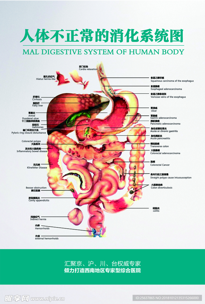 胃肠解剖图