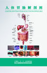 胃肠解剖图