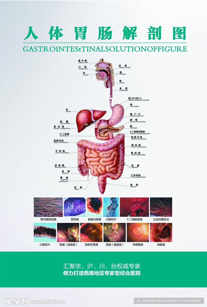 胃肠解剖图