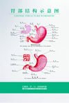 胃肠解剖图