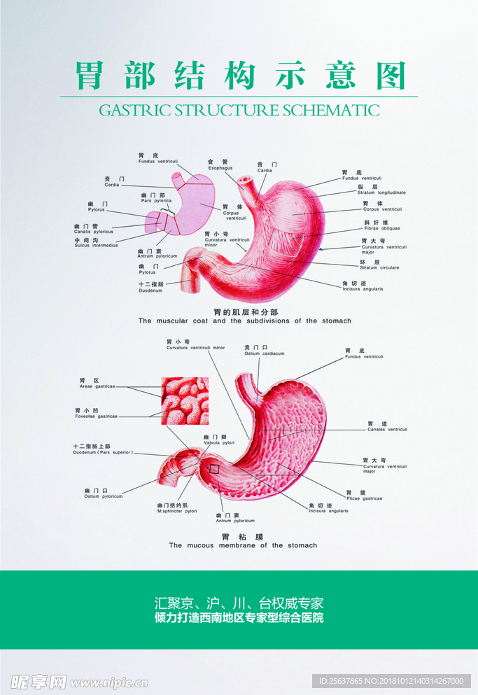 胃肠解剖图