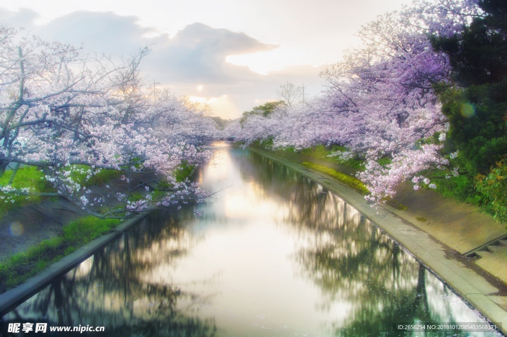 河岸边的花