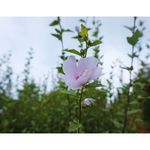 格桑花