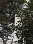秋景
