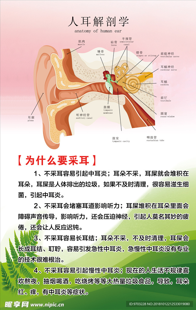 人耳解刨学为什么要采耳