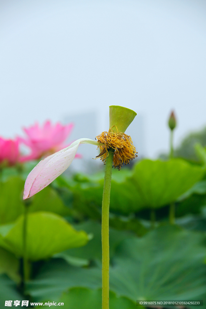 残荷