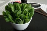 油菜