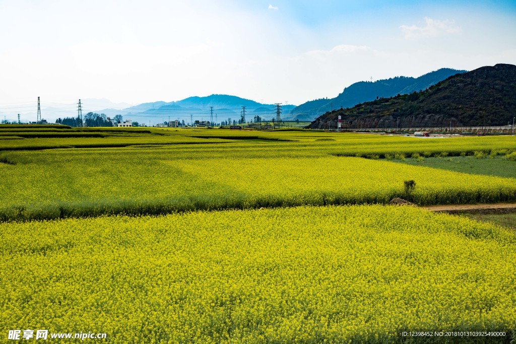 油菜花田