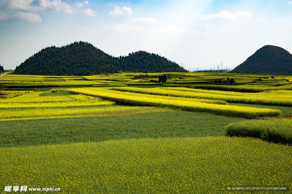 油菜花田