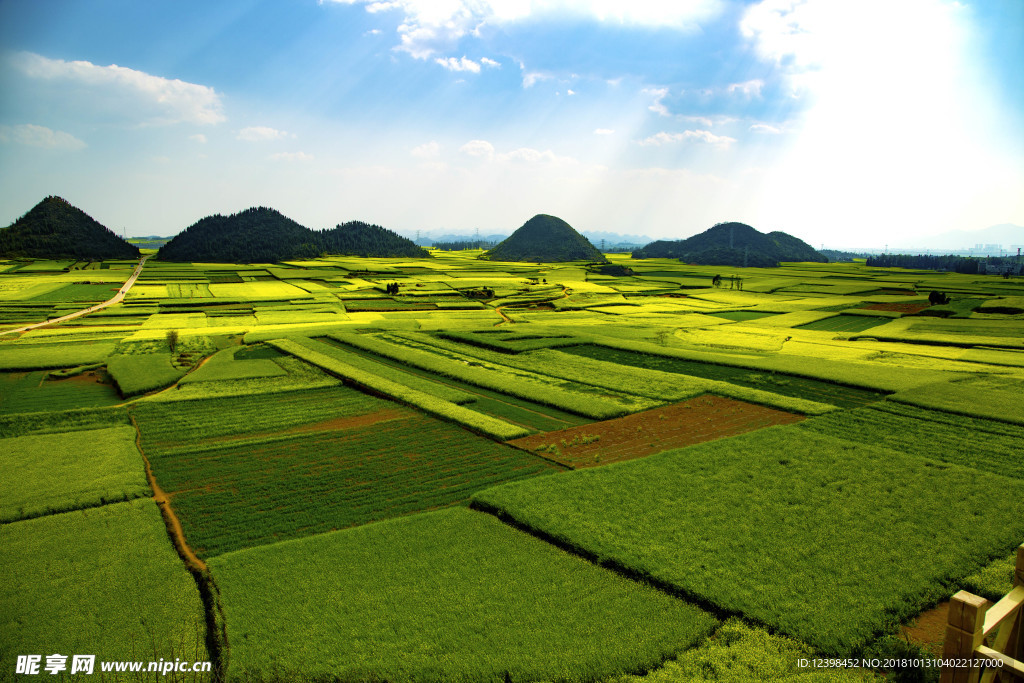 油菜花田