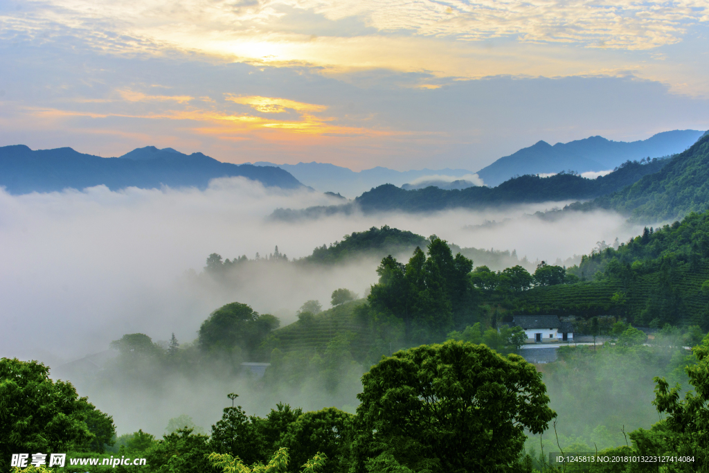 茶乡晨曦