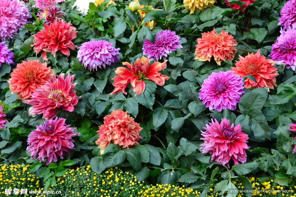 大丽花