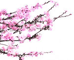 漂亮桃花