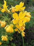 黄色的花