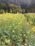 一片油菜花