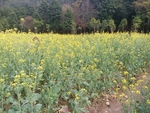 油菜花海