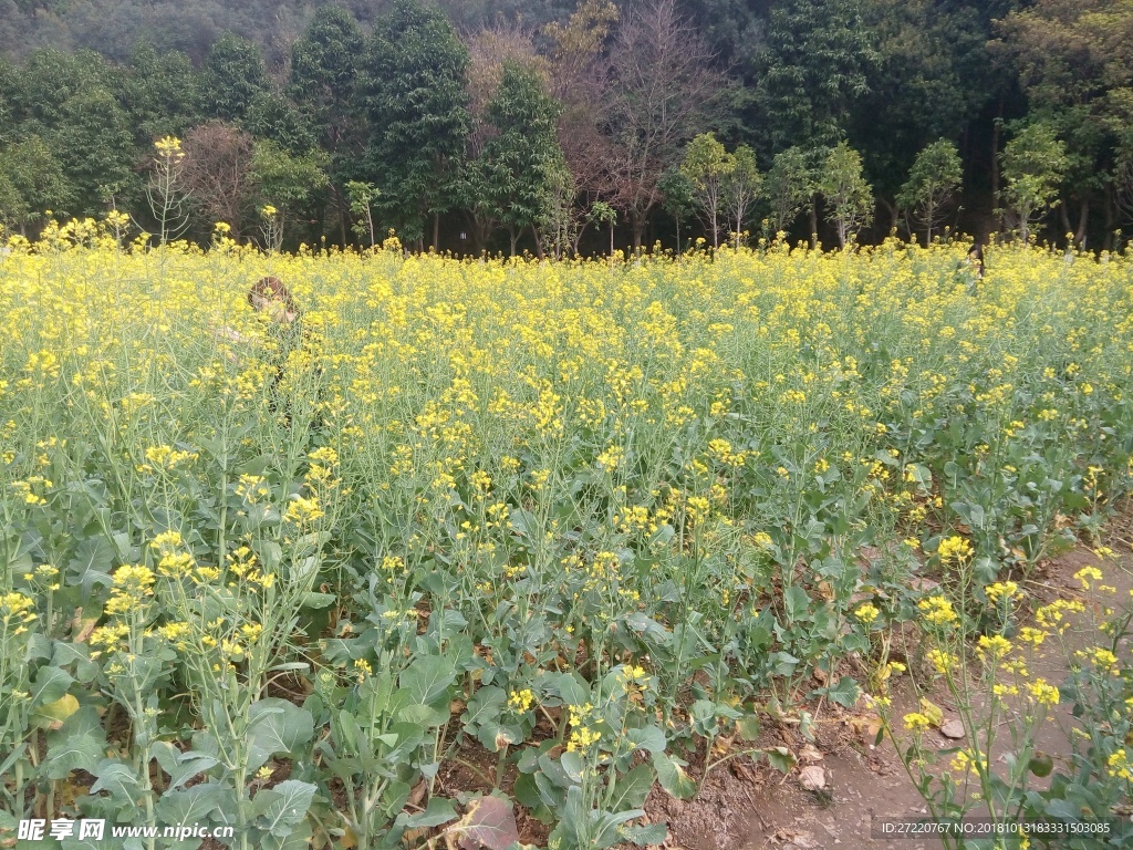 油菜花海