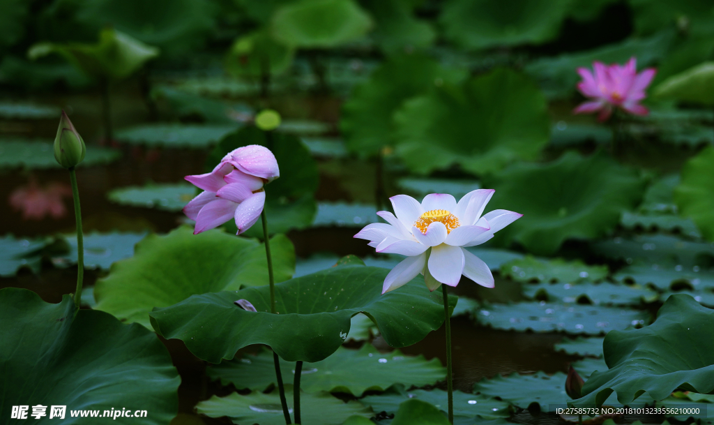 荷花