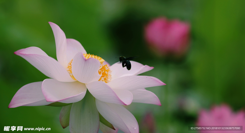 荷花