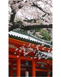 樱花树下的古建筑图片