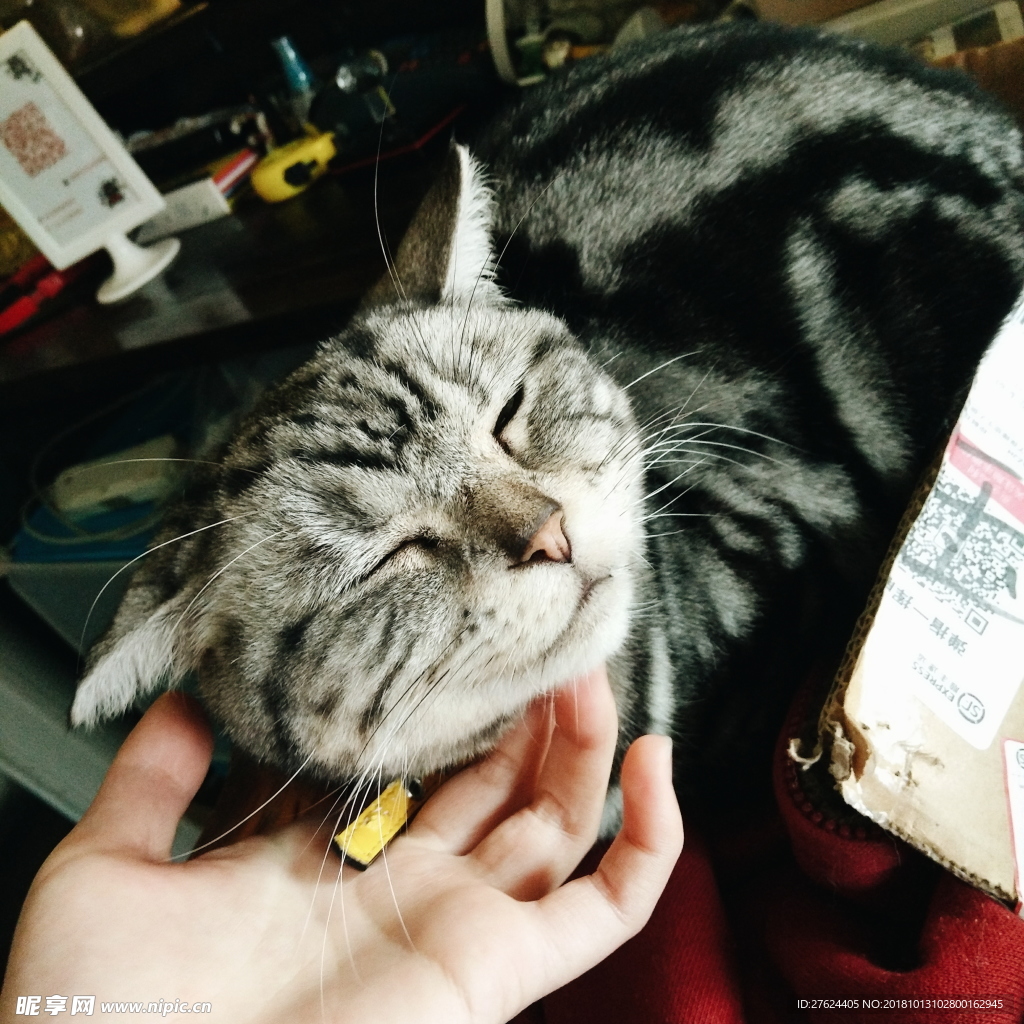 猫
