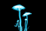 水母