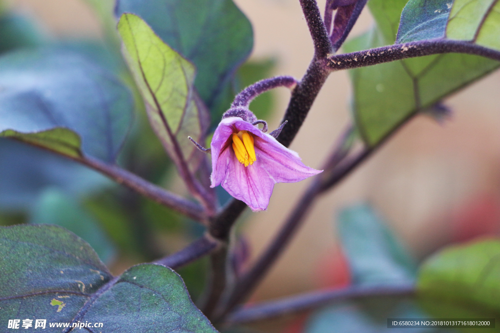 茄子花