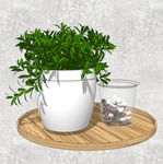 植物盆栽