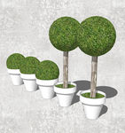 植物盆栽