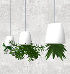 植物盆栽
