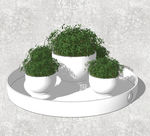 植物盆栽