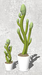 植物盆栽